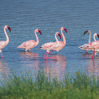 Lake Chitu - Flamingos